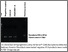 [thumbnail of Bchetnia_et_al_StemCellRes_2020_suppl.jpg]